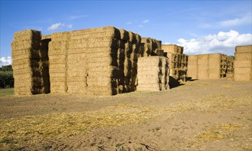 Large pile of rectangular straw bales Alderton, Suffolk, England, United Kingdom, Europe
