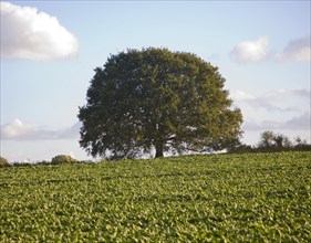 Round small oak tree with green leaves in summer standing alone in field Sutton, Suffolk, England,