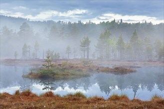 Pond in bog with Scots pine trees in morning mist at Knuthoejdsmossen, nature reserve near