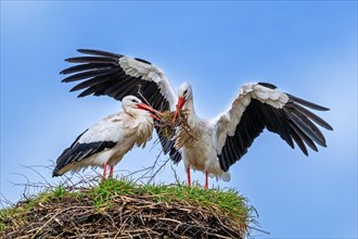 White stork (Ciconia ciconia) female rests while nest building and male landing with big branch in