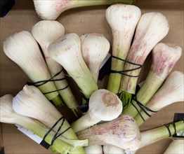 Fresh Egyptian garlic from Egypt on display in grocery shop grocery retailer supermarket, Germany,