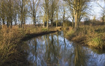 River Deben meandering through willow tree woodland at Campsea Ashe, Suffolk, England, United