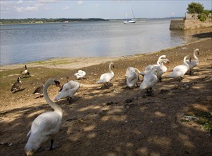 Swans on the River Stour at Mistley Walls, Essex, England, United Kingdom, Europe