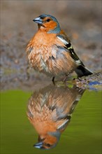 Common chaffinch (Fringilla coelebs) male showing wet feathers after bathing in shallow water from