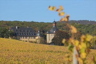 Schloss Vollrads with golden vineyards and autumn atmosphere, vine, vine, wine-growing area, depth