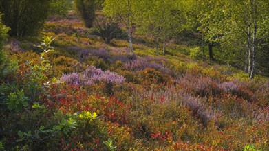 Flowering heather (Erica) in the evening light, landscape format, landscape photography, nature