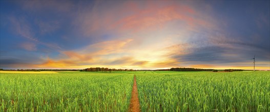 View over green grain fields at sunset, evening light, panorama, landscape format, evening light,