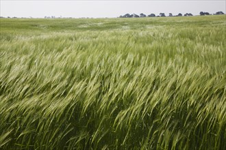 Young green barley crop growing in field blown by wind, Suffolk, England, United Kingdom, Europe