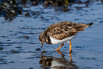 Ruddy turnstone (Arenaria interpres) in non-breeding plumage foraging on the beach along the North