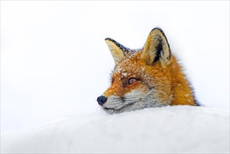 Red fox (Vulpes vulpes) close-up portrait of head in the snow in winter