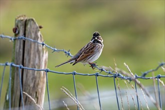 Common reed bunting (Emberiza schoeniclus) male perched on barbwire, barbed wire fence along meadow