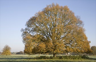 Large lime tree in autumn leaf standing if field, Sutton, Suffolk, England, United Kingdom, Europe