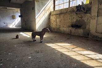 Single plush toy in an empty dilapidated factory building, peeling paint, light falling through