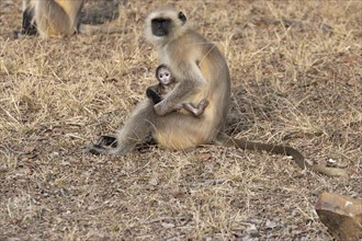Gray langurs (Semnopithecus entellus), mother and the newborn baby, sitting on the ground in the