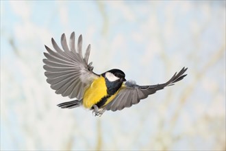 Great Tit (Parus major), male in flight, high speed flight recording, winter, animals, birds,