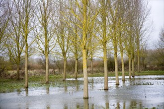 Salix Alba Caerulea, cricket bat willow trees in flood water on River Deben flood plain wetland,