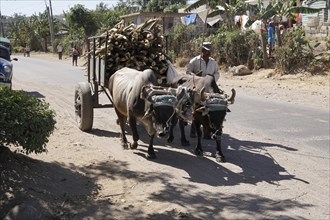 Ox cart near Holguin, Cuba, Cuba, Central America