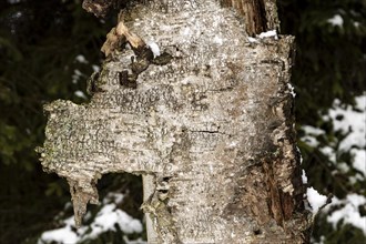 Bark of a dead, decaying silver birch tree, Betula pendula, shaped like an animal head,