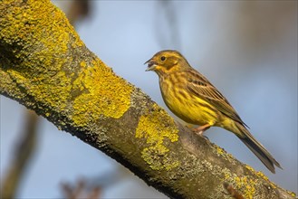A yellowhammer bird perched on a lichen-covered branch, singing in a natural environment, Serinus