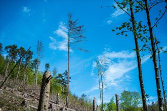 View of a damaged forest with dry trees against a blue sky, Felderbachtal, Langenberg, Mettmann