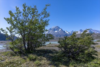 Lago Grey, Torres del Paine National Park, Parque Nacional Torres del Paine, Cordillera del Paine,
