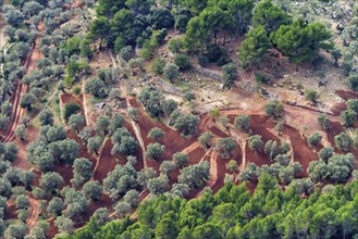 Aerial view of farmland with rows of olive trees and red soil, Hiking tour in Taix massiv, Mallorca