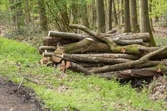 A pile of logs stacked on the edge of a path in the forest