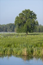 Wetland, wet meadow, water area, marsh iris (Iris pseudacorus) flowering, English oak (Quercus