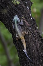 Blue-throated Agama (Acanthocercus atricollis), Madikwe Game Reserve, North West Province, South