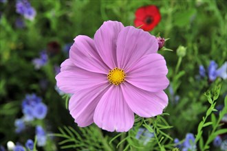 Close-up of a pink flower (Cosmea bipinnata), Cosmea, against a background of purple flowers and