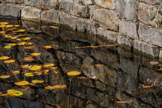 Floating lily pads and fallen leaves on water by a stone wall, reflecting autumn colors, in South