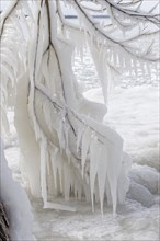 Winter riverscape, frozen branches, Saint Lawrence River, Province of Quebec, Canada, North America