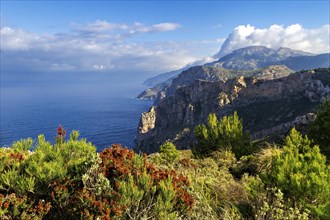 Rugged coastline with a mix of wildflowers and shrubs against a backdrop of the blue sea, Hiking