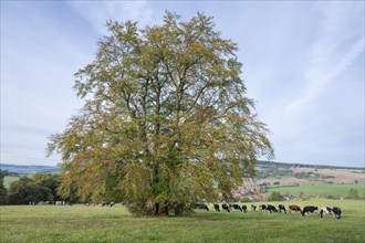 Common beech (Fagus sylvatica), solitary in autumn, domestic cattles (Bos taurus) on a pasture,