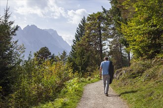 Hiker with Wetterstein mountains, Zugspitze massif and forest in autumn, hiking trail