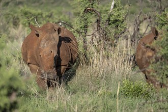 White rhinoceros (Ceratotherium simum), Madikwe Game Reserve, North West Province, South Africa,