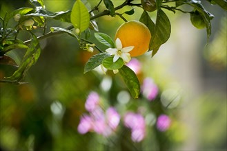 Blooming orange tree, Fornalutx, Serra de Tramuntana, Majorca, Balearic Islands, Spain, Europe