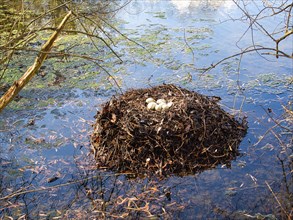 Nest with eggs of mourning swans (Cygnus atratus), black swan, North Rhine-Westphalia, Germany,