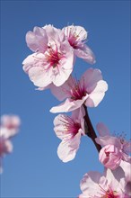Flowering almond tree (Prunus dulcis) Almond blossom, blue sky, Baden-Wuerttemberg, Germany, Europe