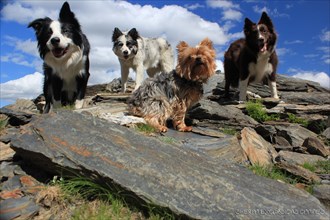 Four dogs of different breeds standing on a rocky mountain landscape under a clear blue sky,