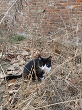 Bicolor black and white cat in the wilderness