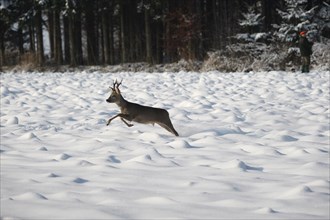 European roe deer (Capreolus capreolus) buck in winter coat and six-point antlers jumping over a