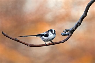 A small bird perches on a curved branch against a soft-focus autumnal backdrop, Aegithalos