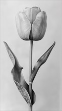 Grayscale botanical art of an elegant tulip in bloom, ai generated, AI generated