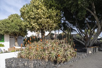 Aloe veras (Aloe vera) in the entrance area of the Fundacion Cesar Manrique, Lanzarote, Canary