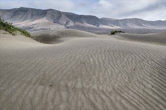 Dune landscape, Playa de Famara, Lanzarote, Canary Islands, Spain, Europe