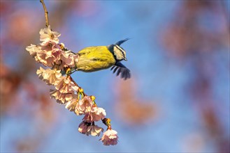 A dynamic shot of a bird taking flight from a cherry blossom branch against a crisp blue sky,