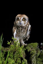 Short-eared owl (Asio flammeus), adult, at night, perch, Great Britain