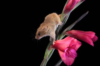 Eurasian harvest mouse (Micromys minutus), adult, on plant stem, flowering, foraging, at night,