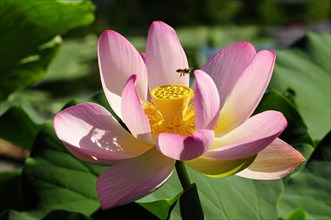 Open pink lotus (Nelumbo), with yellow centre and a bee, Stuttgart, Baden-Wuerttemberg, Germany,